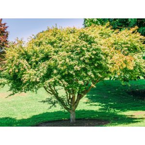 Javor dlaňolistý (Acer palmatum) ´LITTLE PRINCESS´ - výška 30-50 cm, kont. C2L
